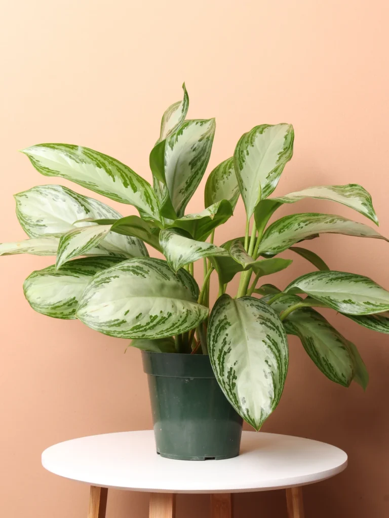 Chinese Evergreen (Aglaonema 'Silver Bay')