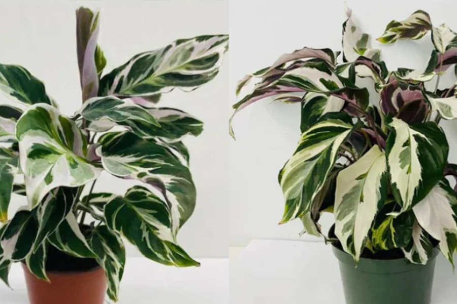 Calathea White Fusion vs Calathea Makoyana