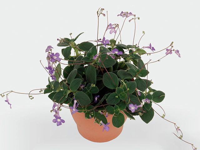 Streptocarpus saxorum