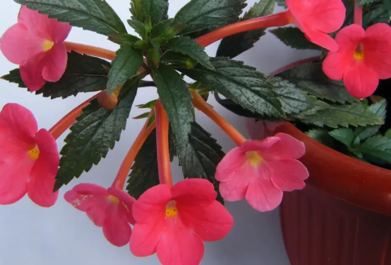 How to Care Achimenes with pink flowers?
