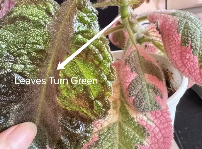 Why my episcia picasso leaves turning green? here is the answer