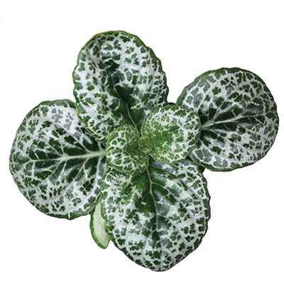 Primulina dryas