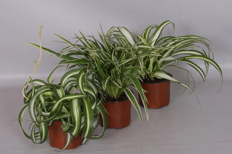 Spider Plant vs Chlorophytum Bonnie