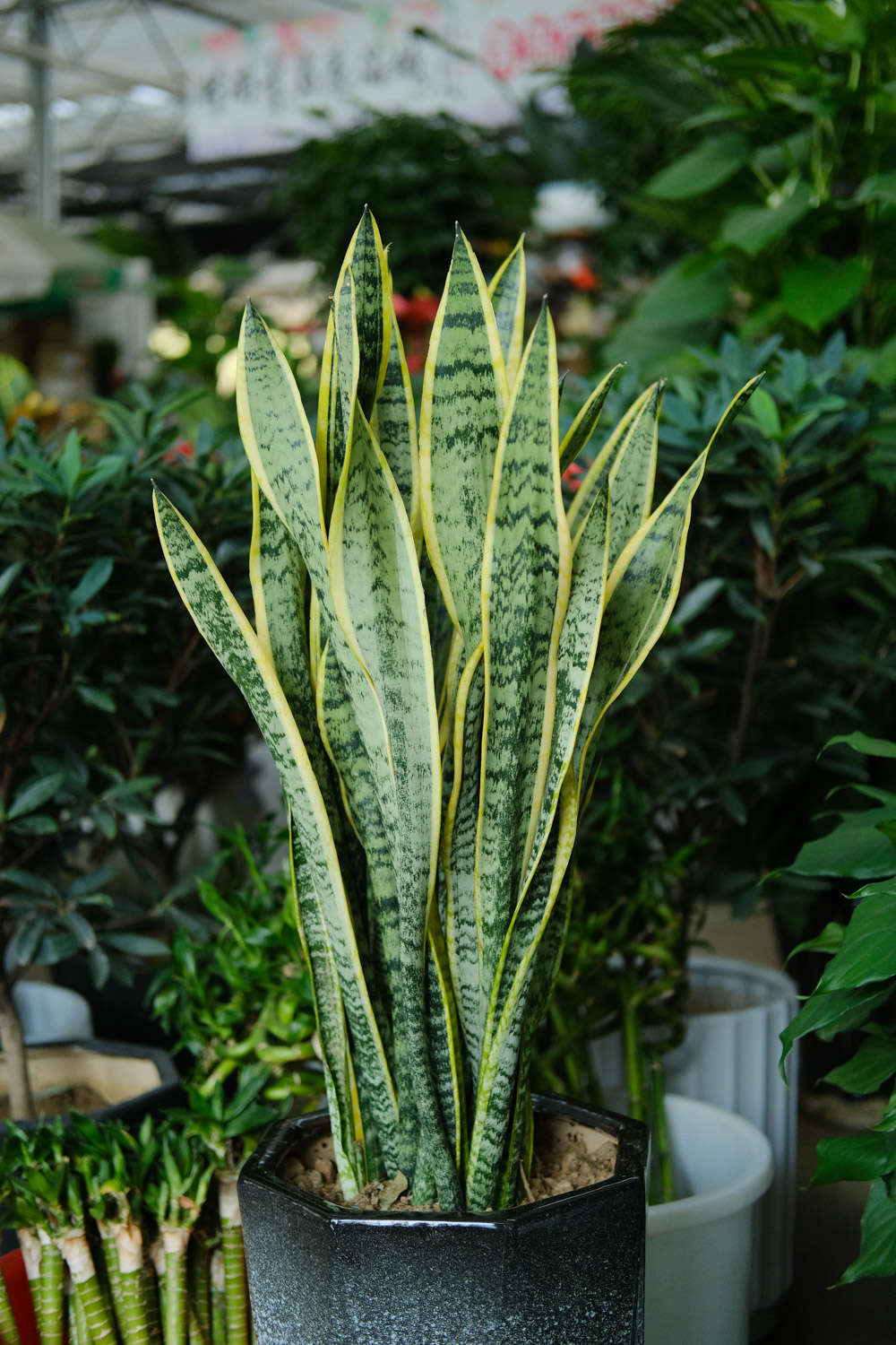 How to Propagate Snake Plants from Leaf Sections