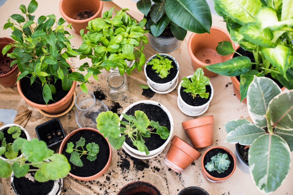 What Is Plant Propagation? A Complete Beginner’s Guide