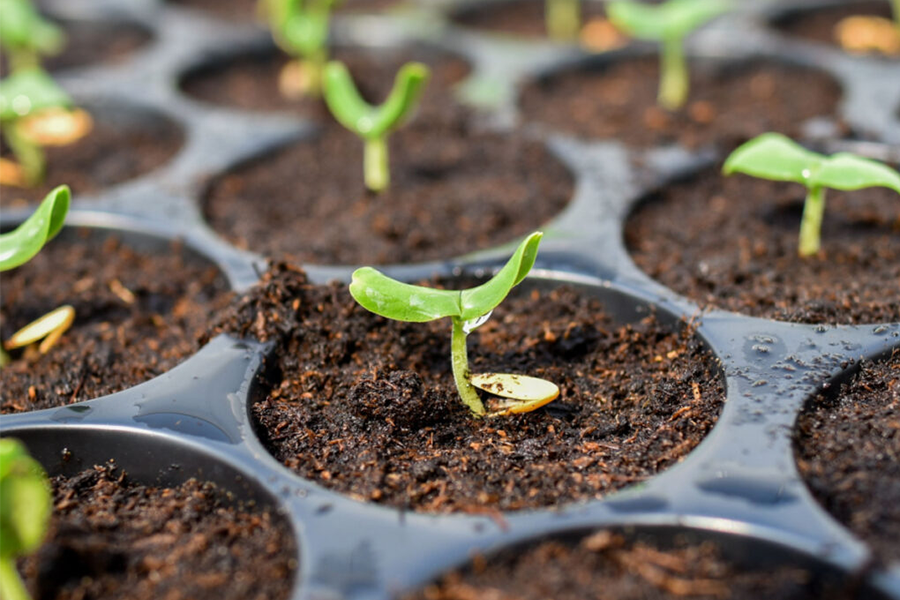 How to Grow Plants from Seeds Indoors Successfully