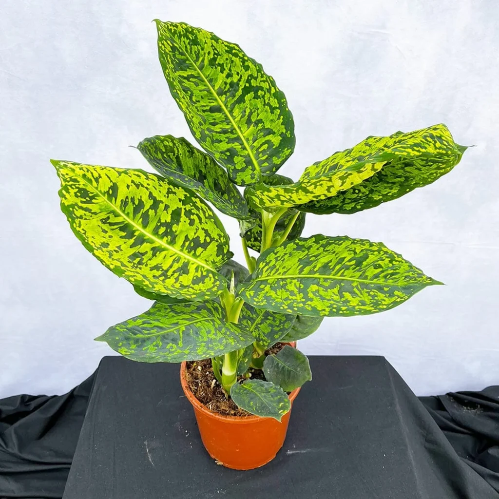 40 50cm dieffenbachia reflector dumb cane 17cm pot house plant house plant 813382