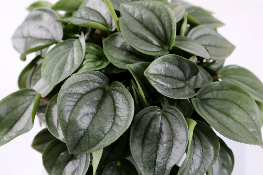 5in peperomia napoli night macro 1