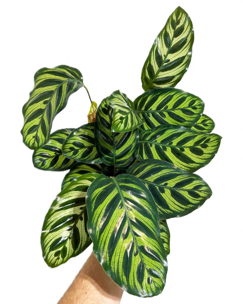 Calathea makoyana