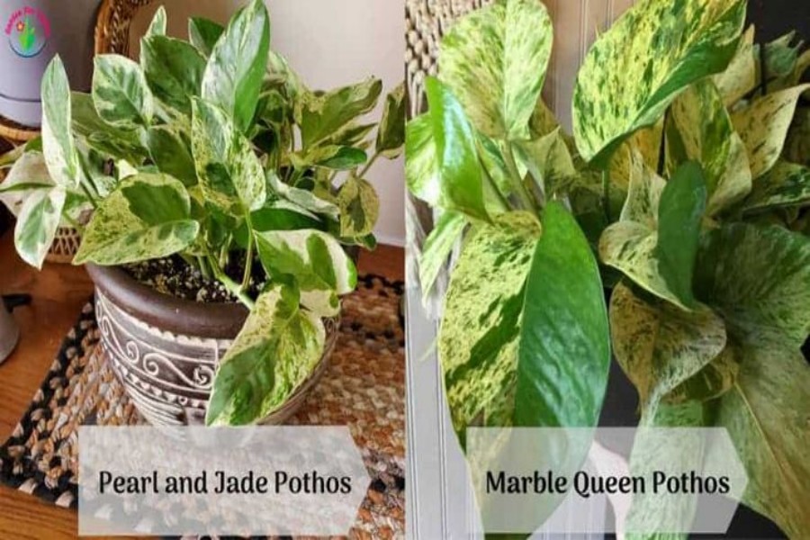 Pothos Jade vs Pothos Marble Queen