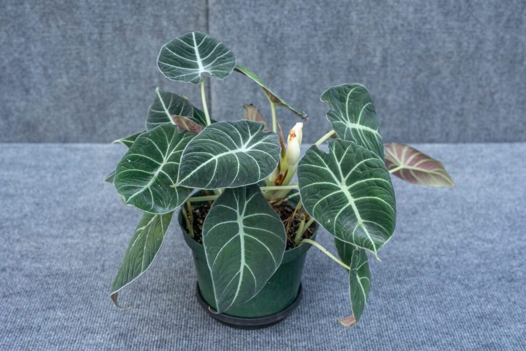 alocasia reginula black velvet 05766