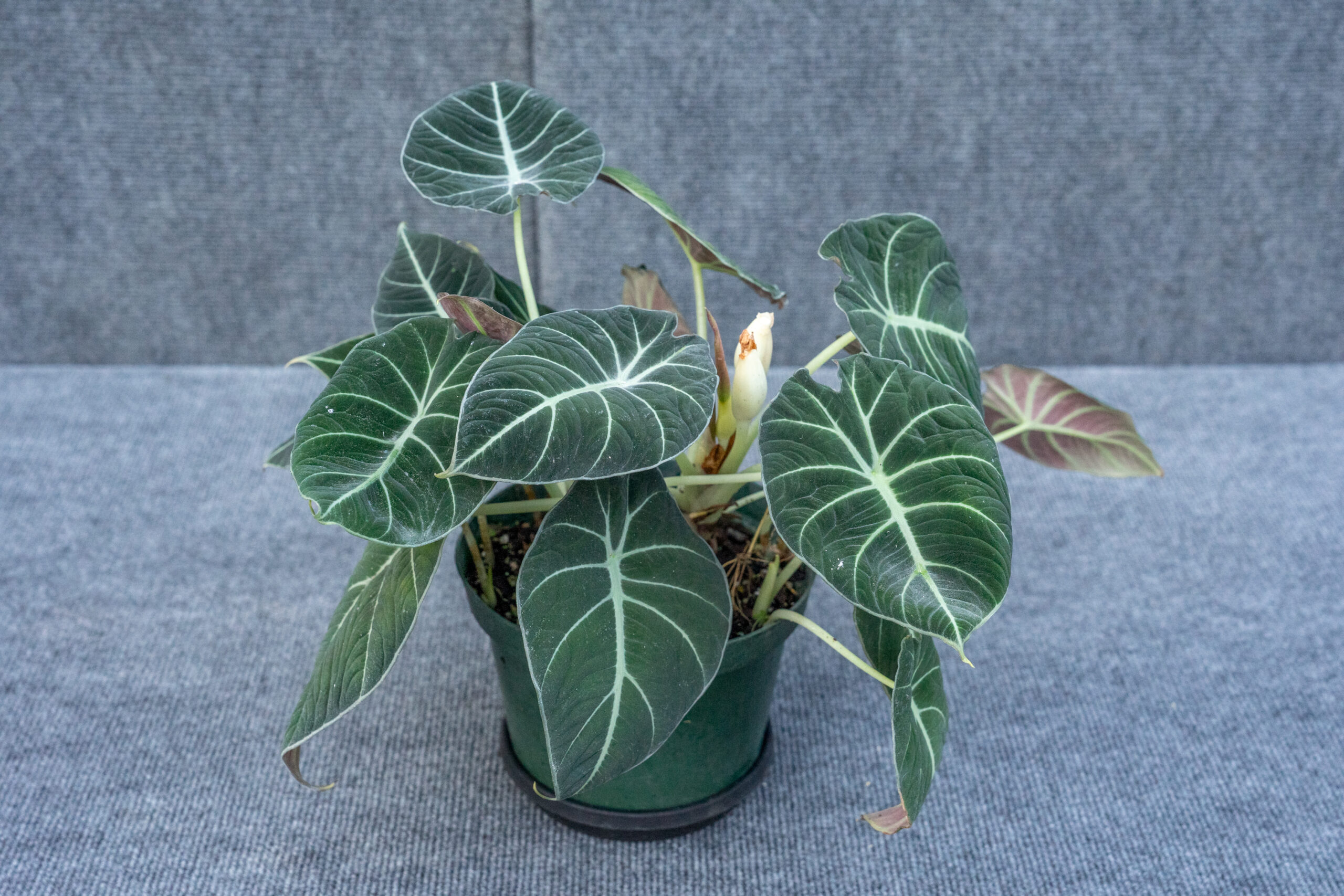 Alocasia reginula