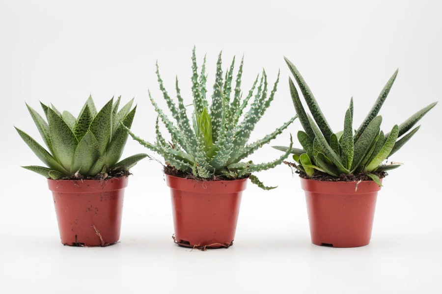 Aloe Vera vs Haworthia