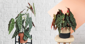 Begonia maculata (polka dot begonia) in a nursery pot, showing spotted leaves and red undersides