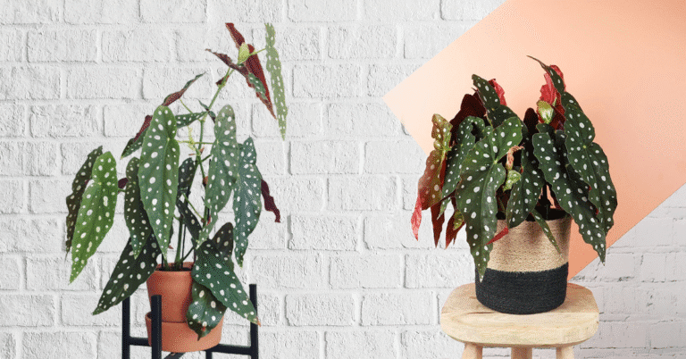 Begonia maculata (polka dot begonia) in a nursery pot, showing spotted leaves and red undersides