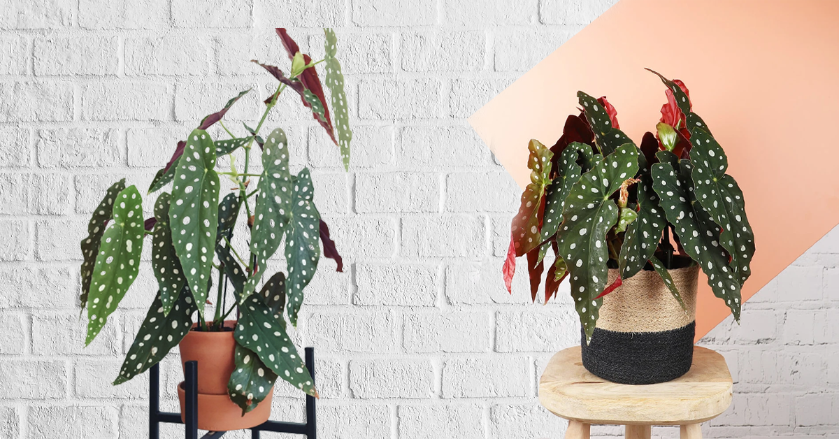 Begonia maculata (polka dot begonia) in a nursery pot, showing spotted leaves and red undersides