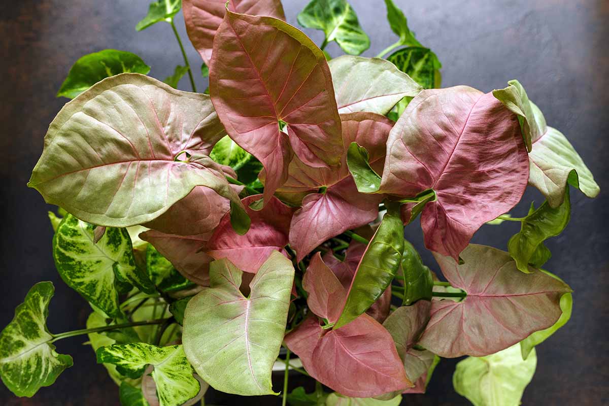Syngonium White Butterfly vs Neon Robusta