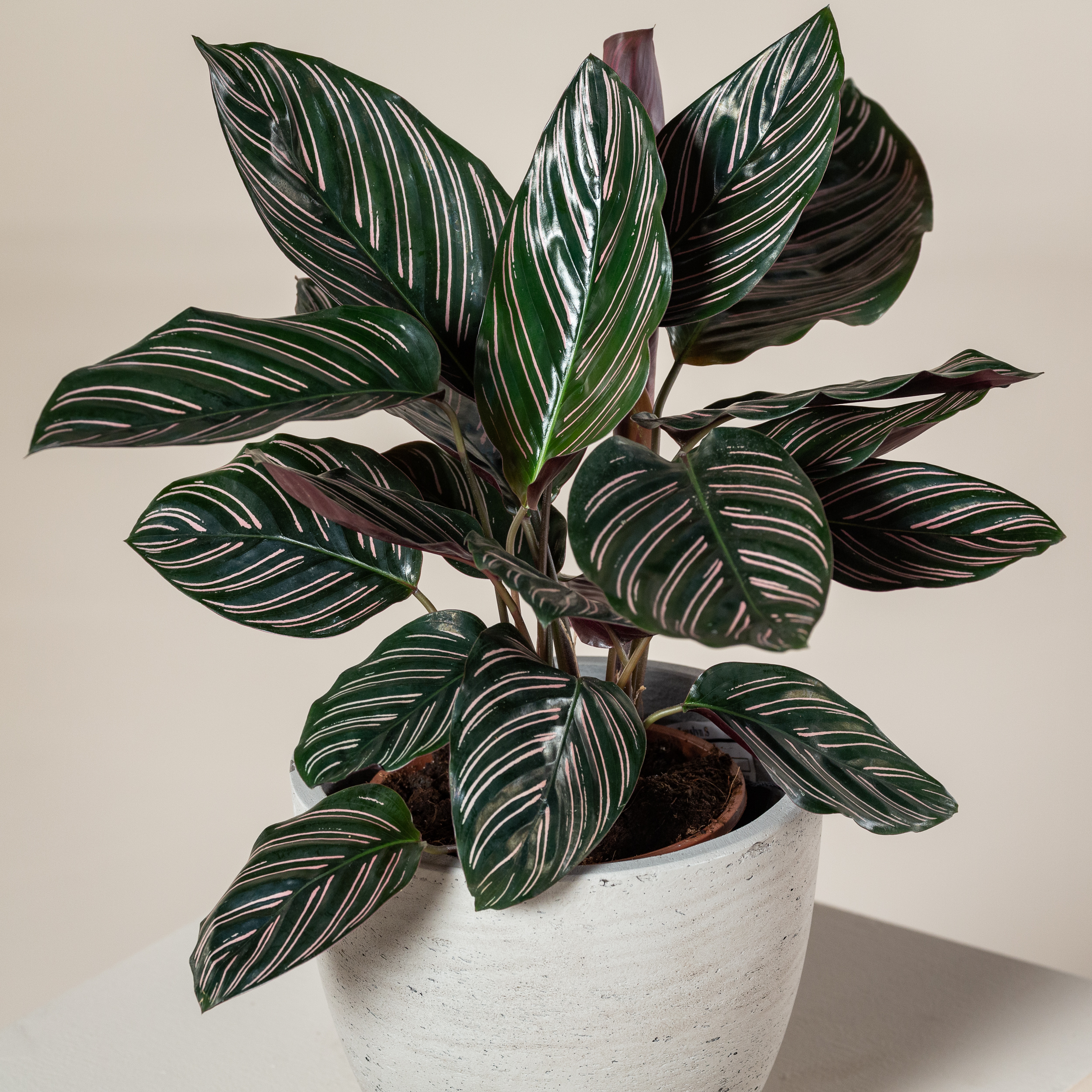 Calathea ornata