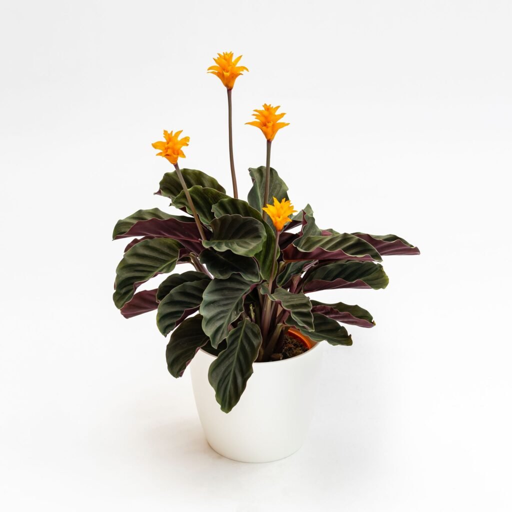 calathea crocata tassmania 12