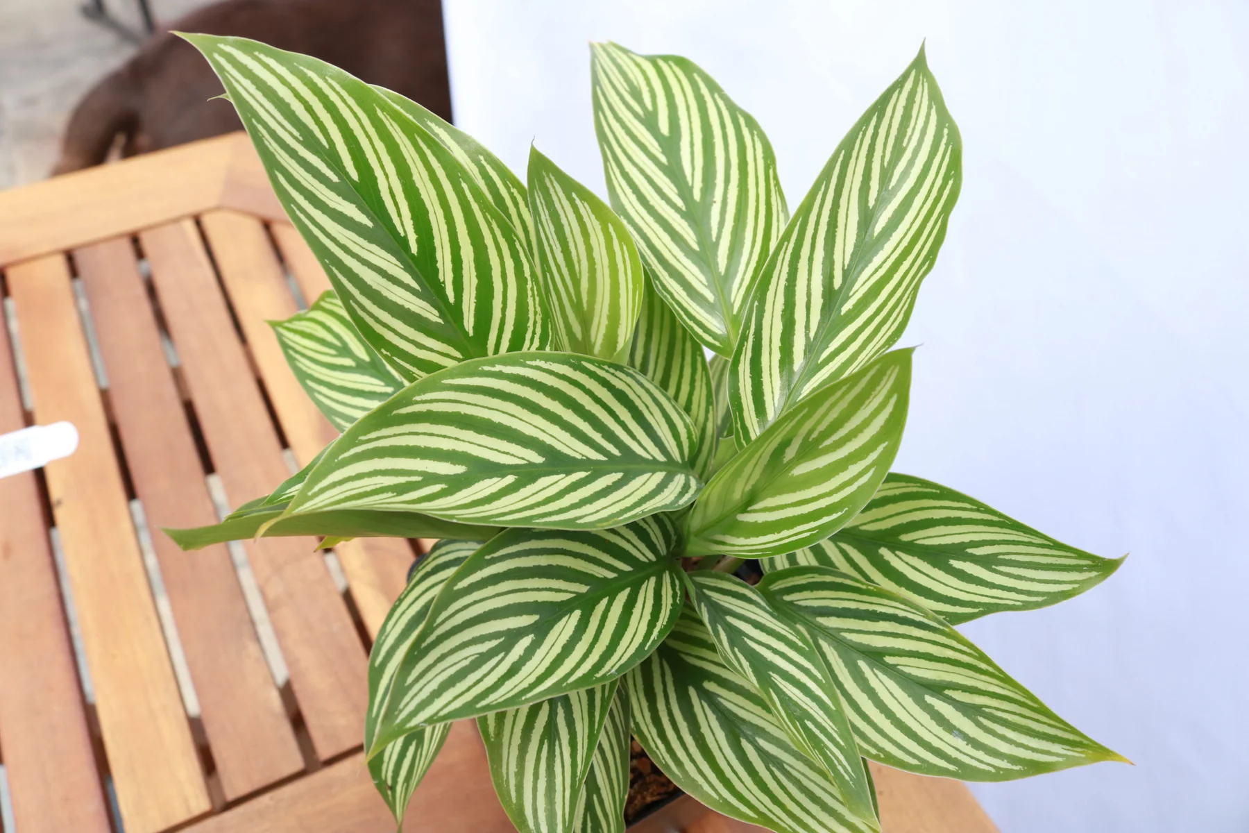 Calathea vittata