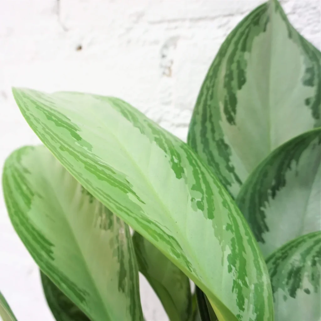 chinese evergreen (aglaonema 'silver bay') leaf detail