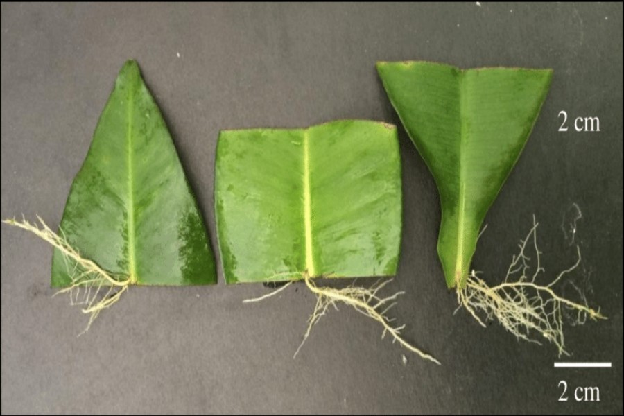 determination of upper middle and lower part of leaf cuttings