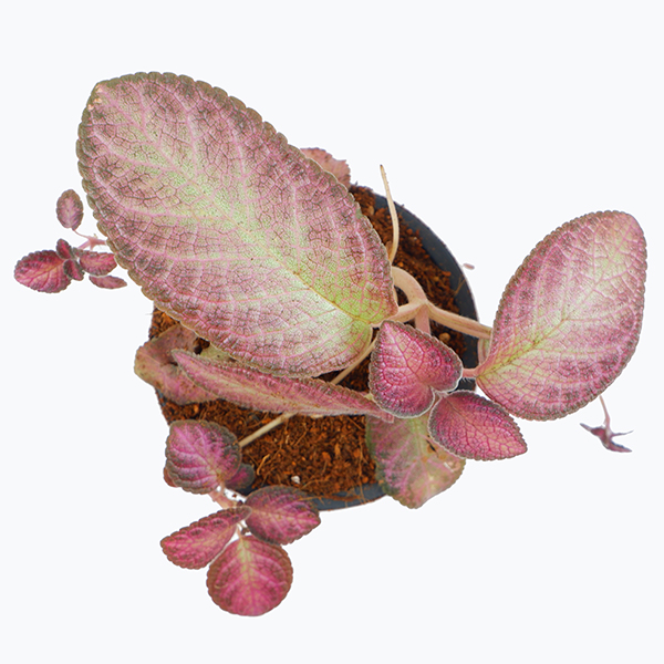 Episcia cupreata