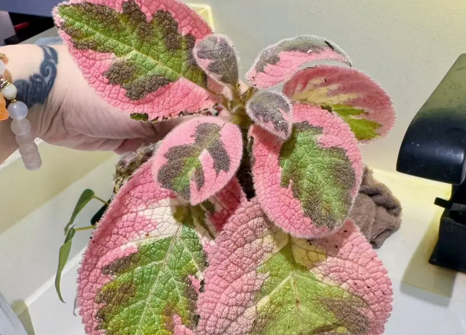Episcia 'Picasso' , pink foliage episcia with pink leaves