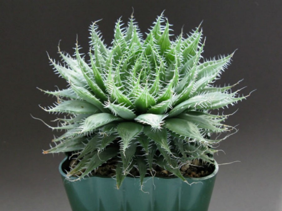 haworthia arachnoidea cobweb aloe2 788x591