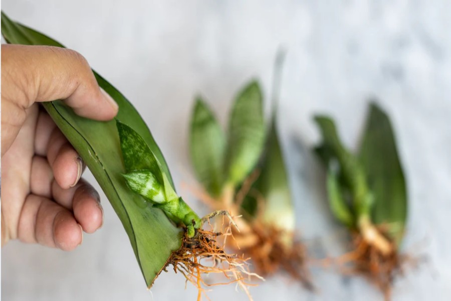 how to propagate a snake plant 1024x1024