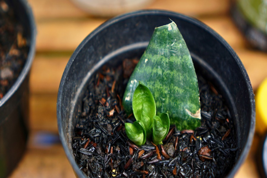 How to Propagate Houseplants from Leaf Cuttings
