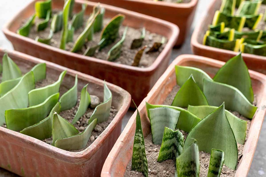 propagating leaf cuttings