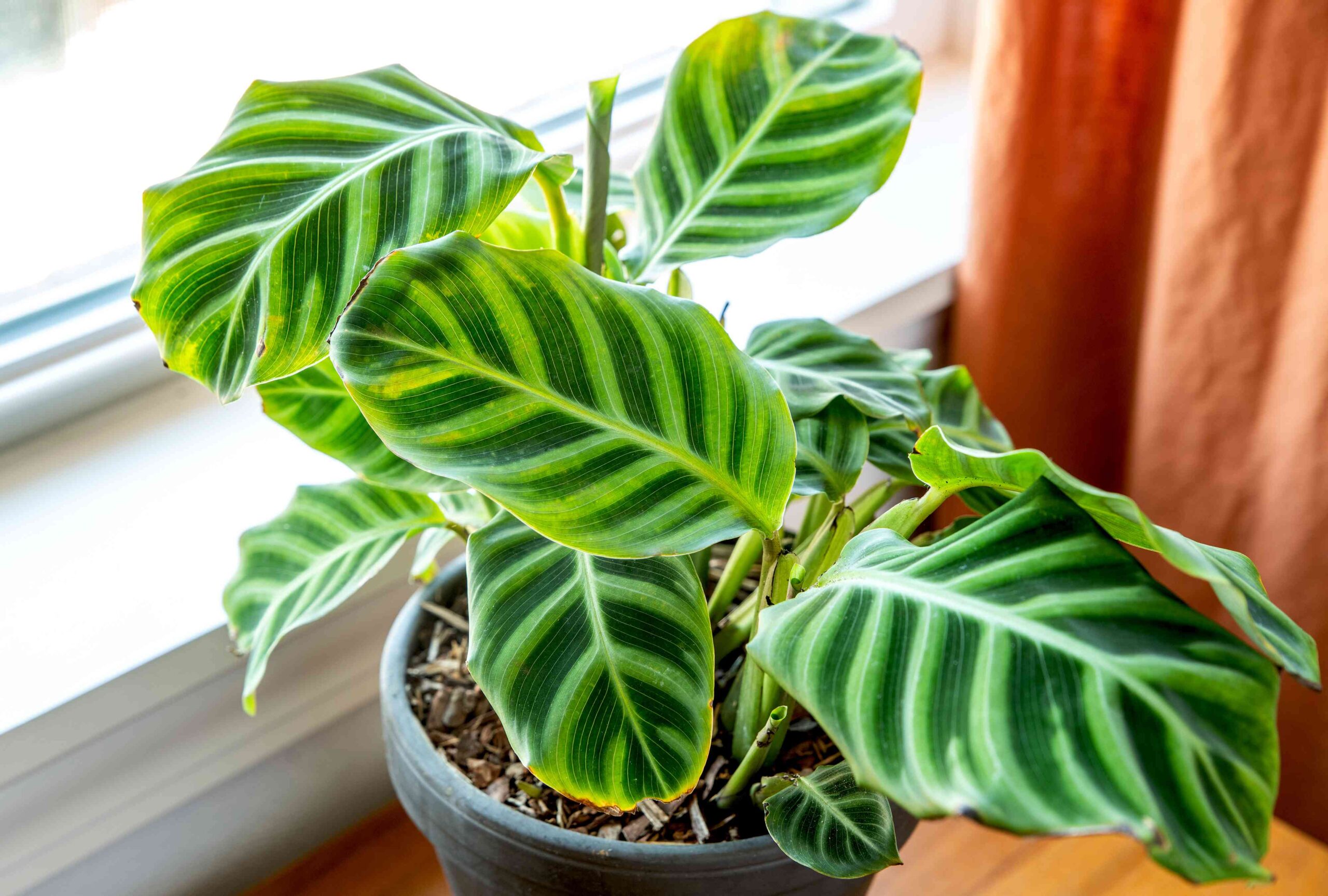 Calathea zebrina