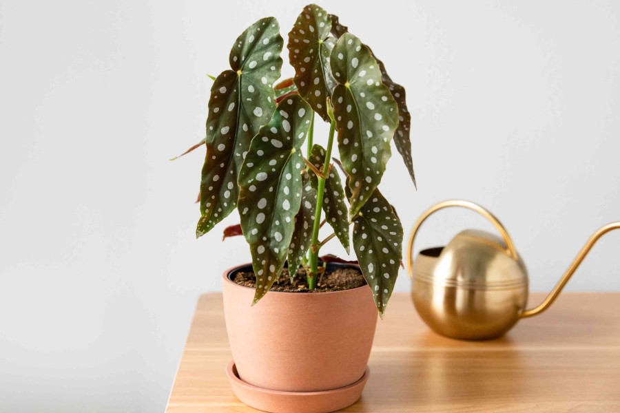 spr begonia maculata care guide 6743839 03 8da5b8321cb2499cbc8ae01942ca7b8c