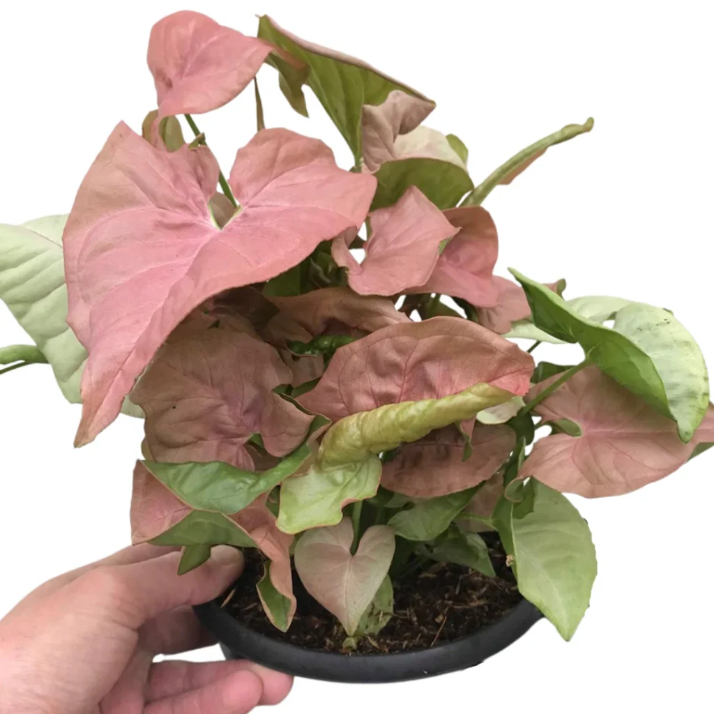 syngonium neon robusta 1080x