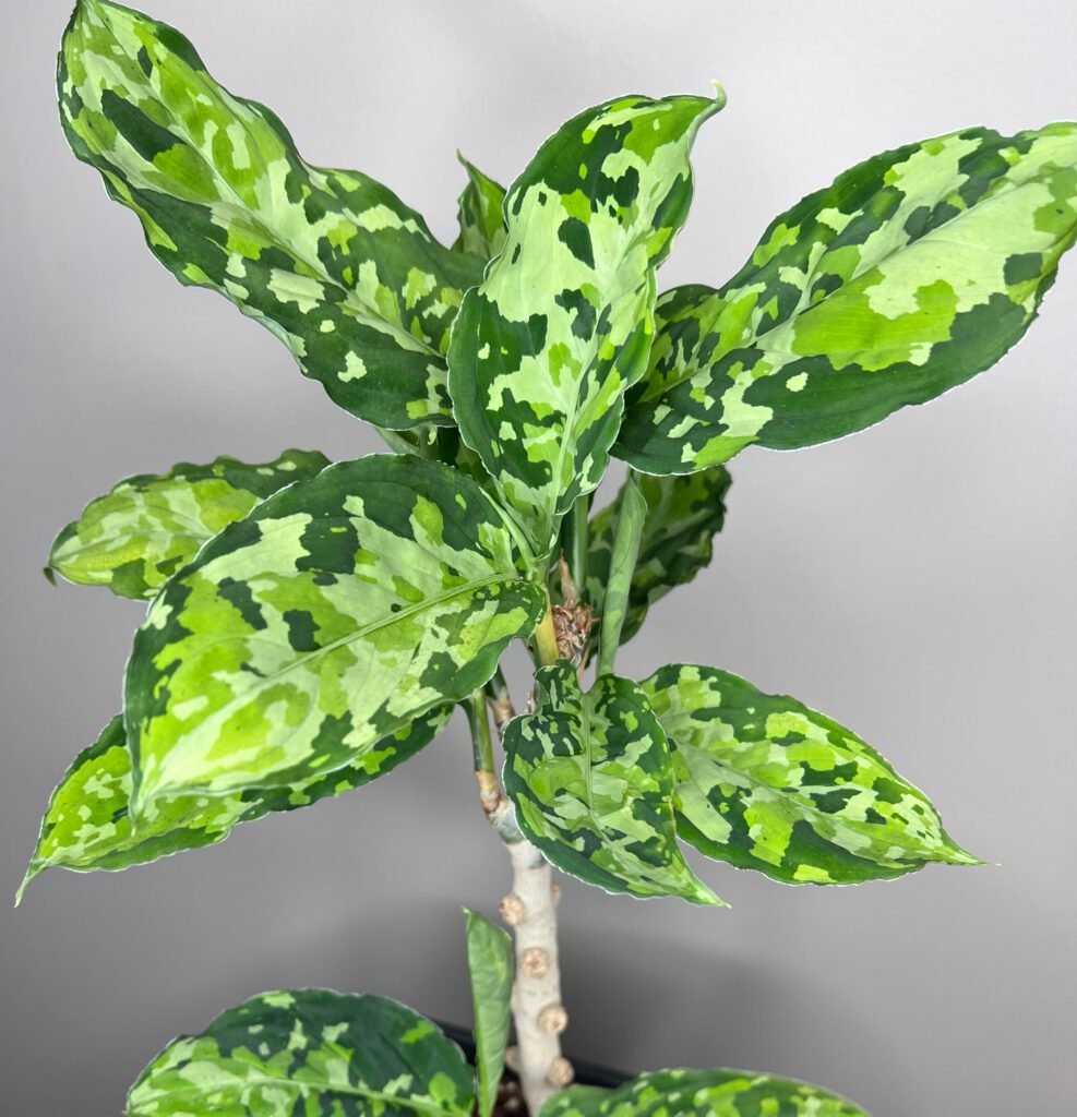 aglaonema pictum tricolor specimen