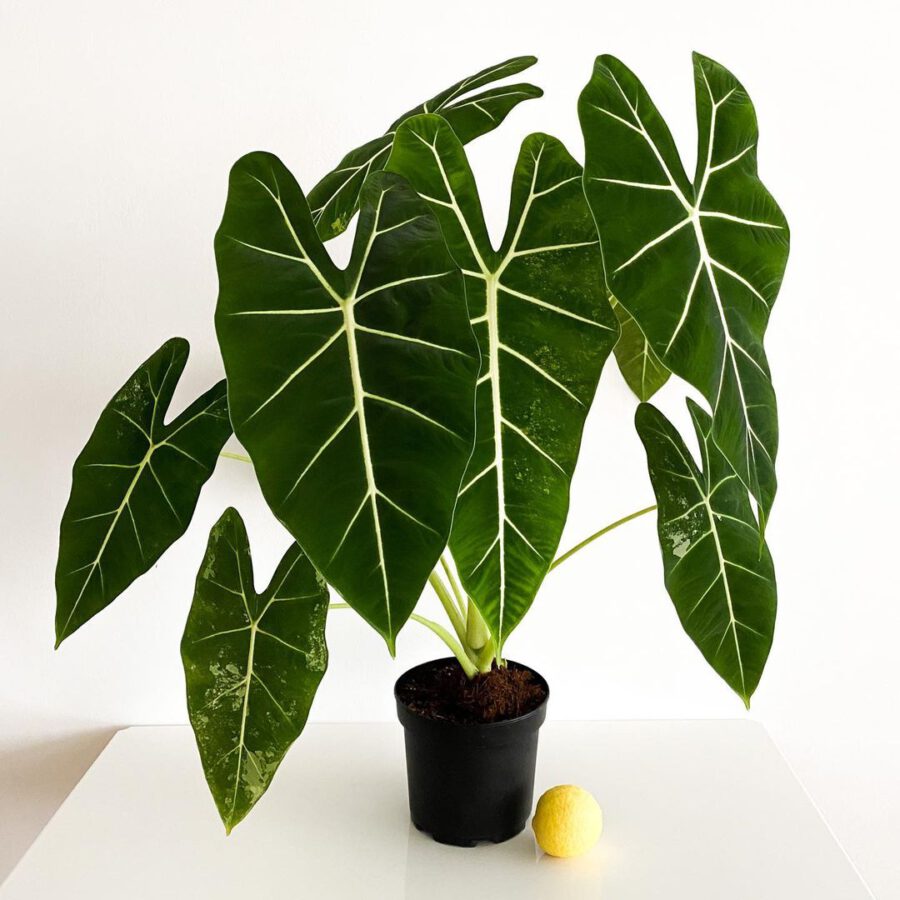 Alocasia micholitziana