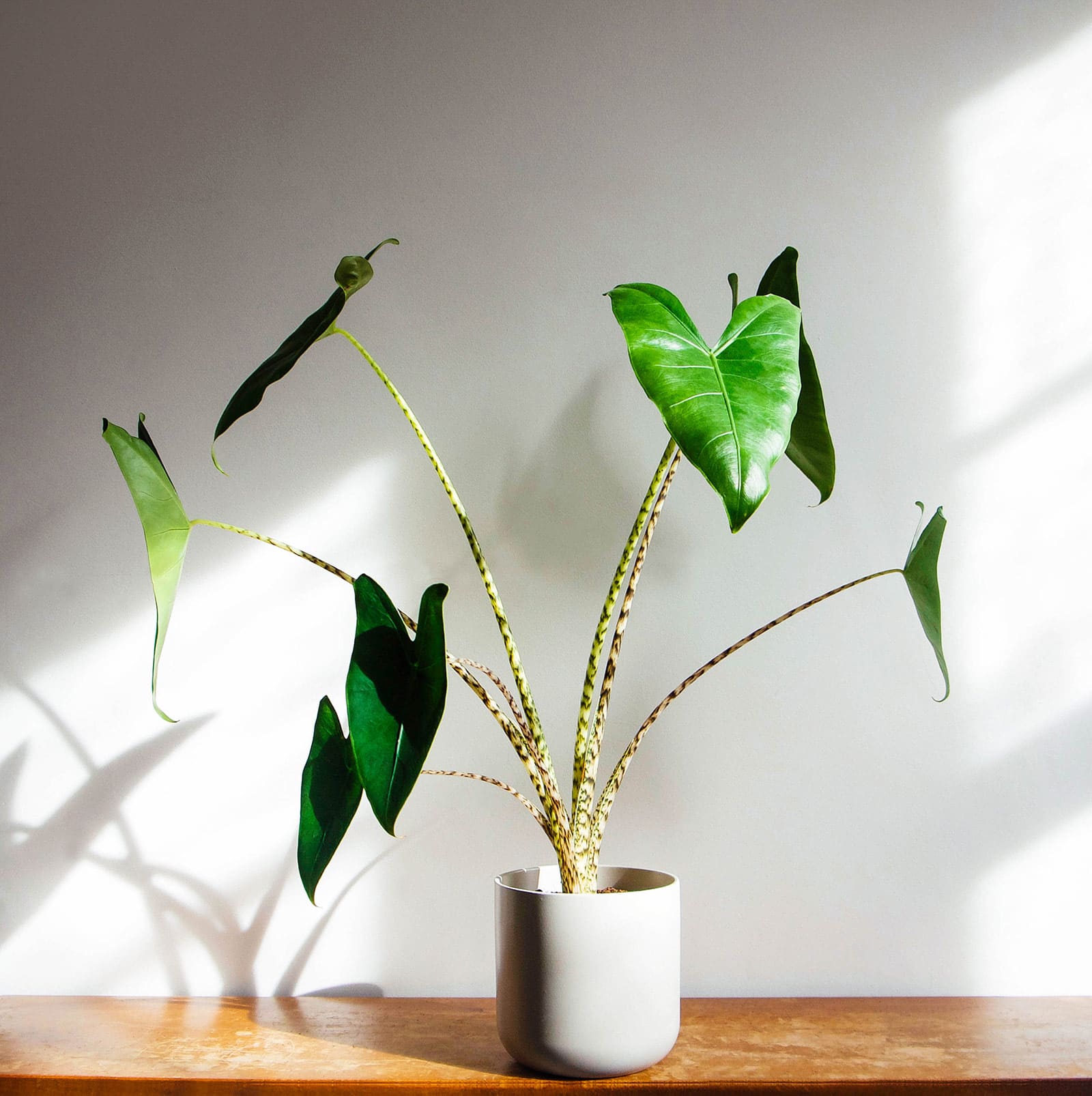 Alocasia zebrina