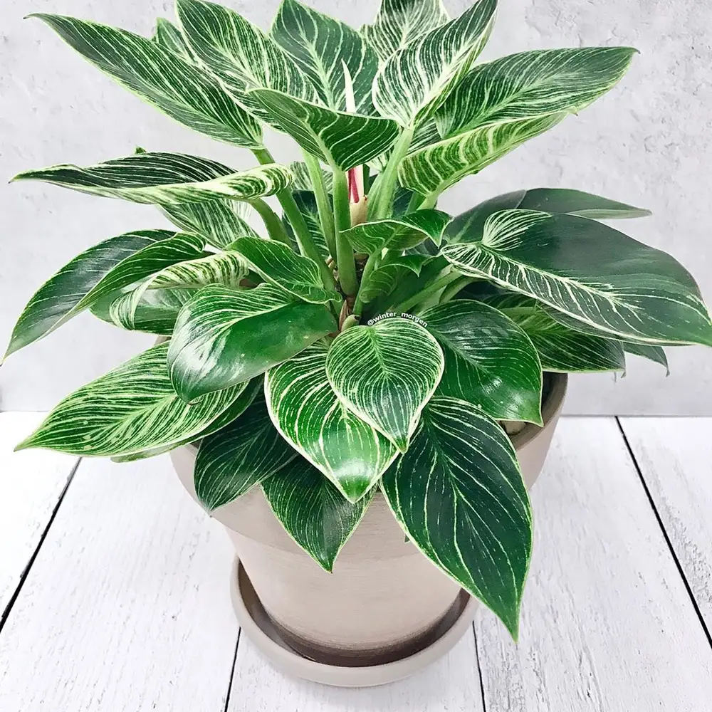 Philodendron birkin