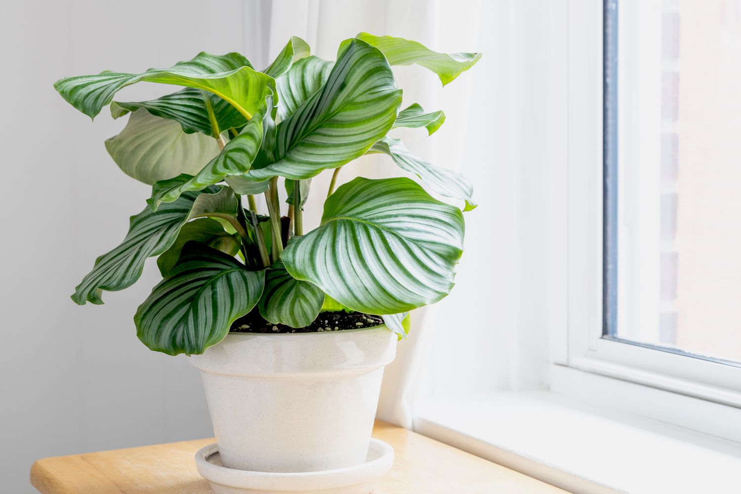 Calathea orbifolia