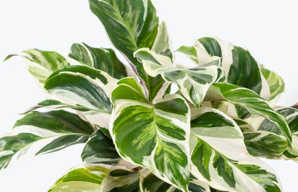 calathea white fusion hojas