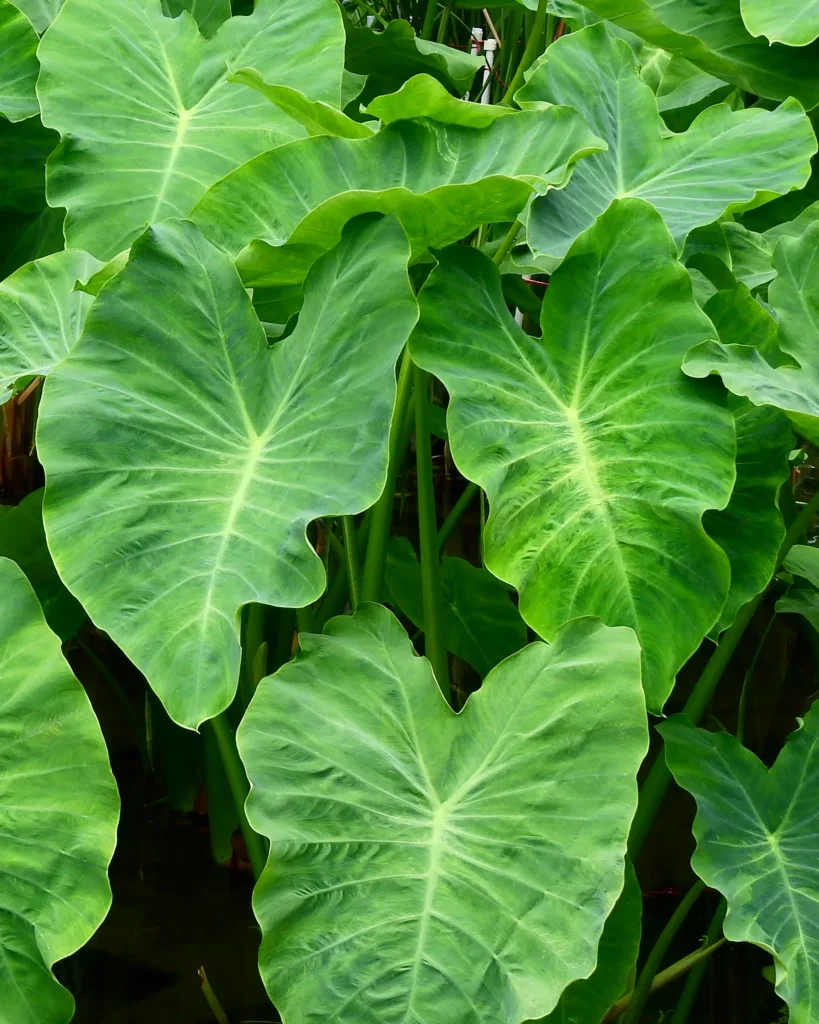 colocasia esculenta 00