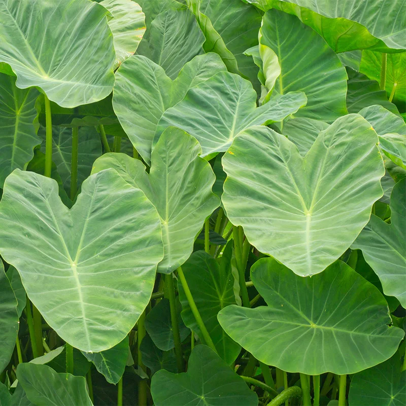 colocasia esculenta elephant ear green