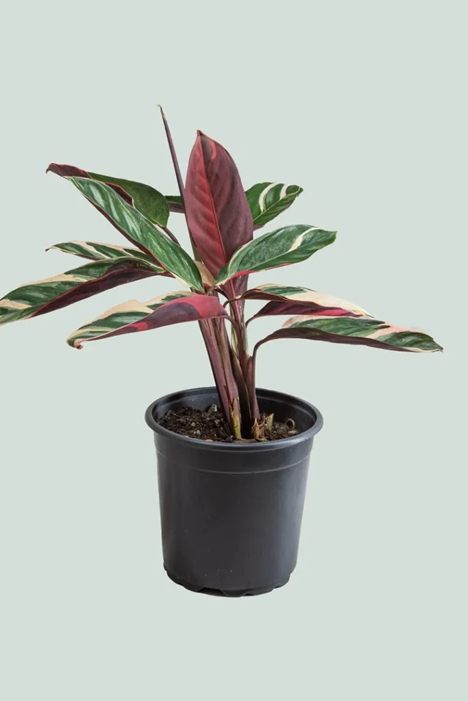 ctenanthe oppenheimiana tricolour