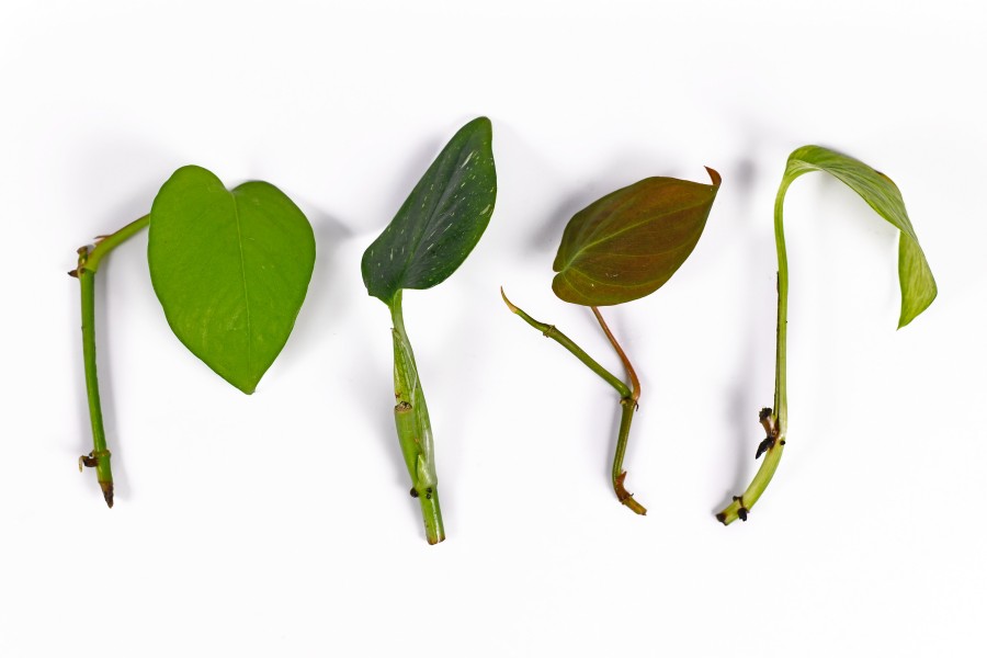 cuttings houseplant adobestock 344576385