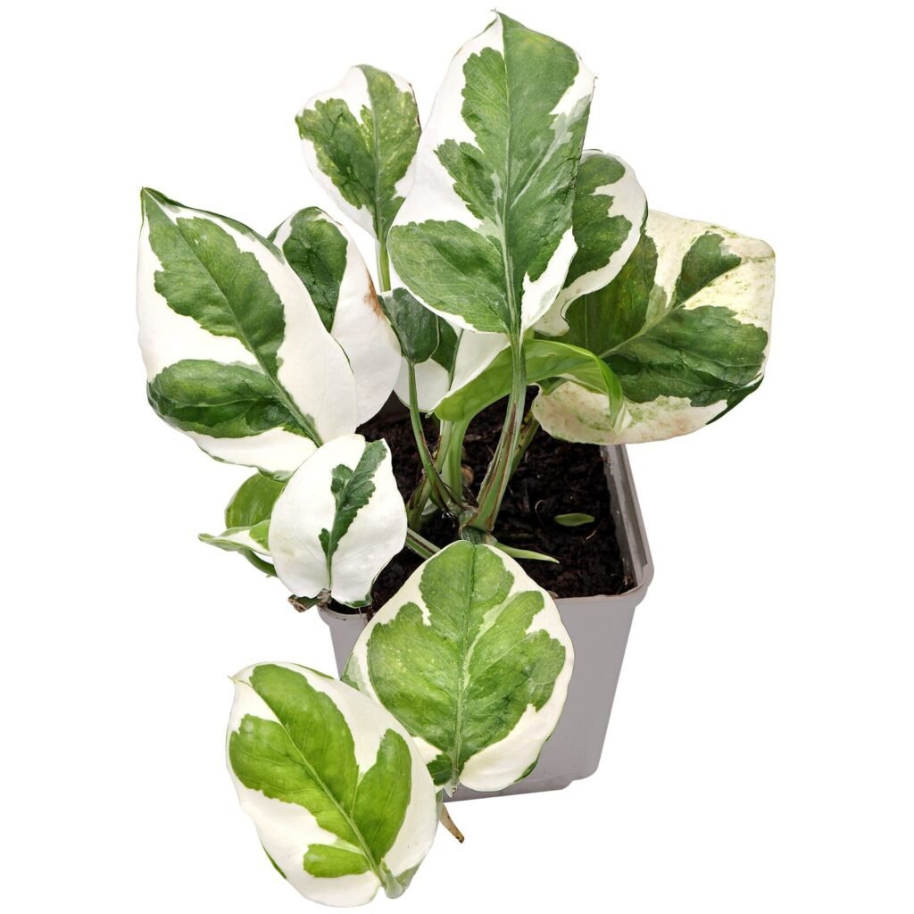 epipremnum aureum njoy