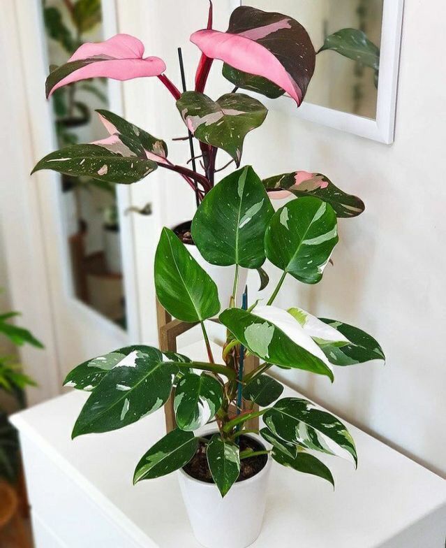 Philodendron Pink Princess vs White Princess