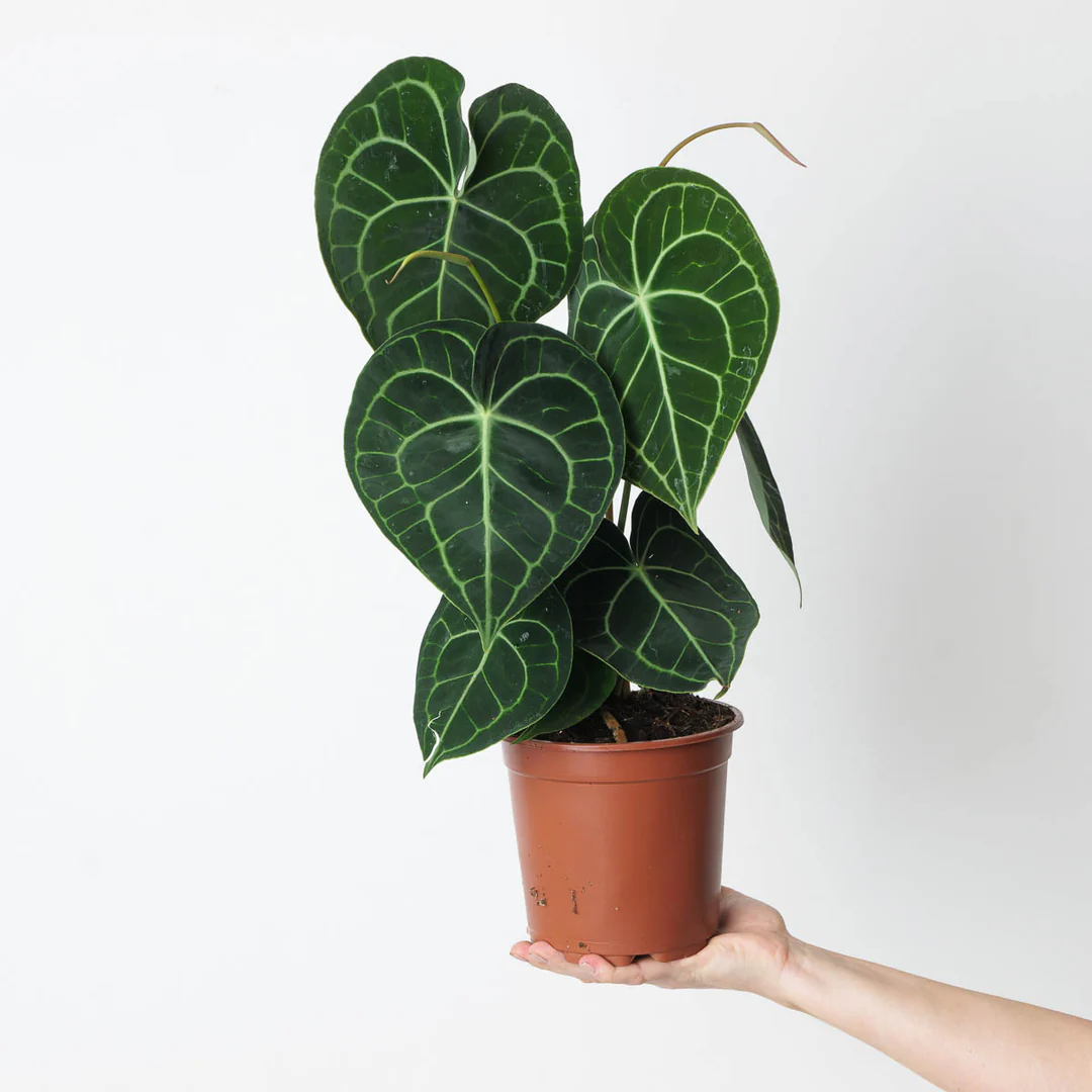 Anthurium clarinervium