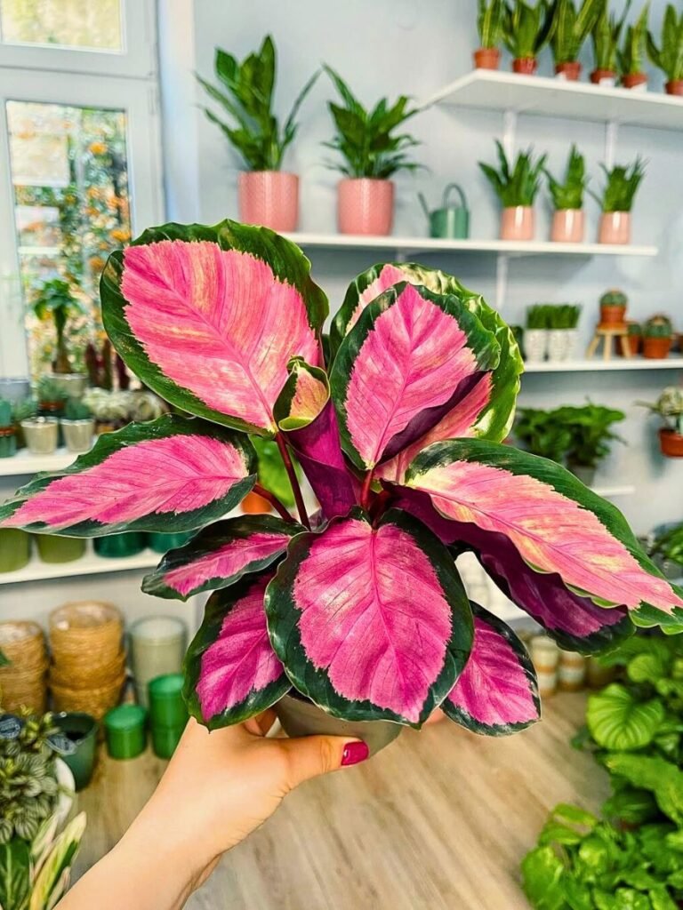 hand holding a pot of the calathea roseopicta