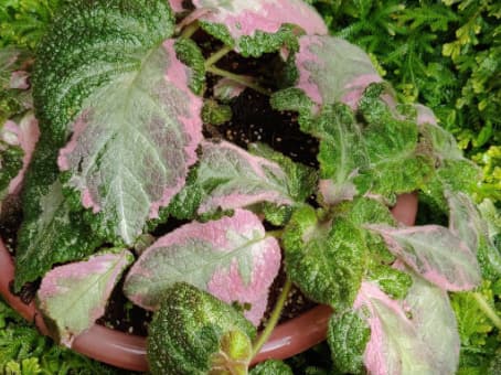 Why Are My Episcia ‘Picasso’ Leaves Turning Green? Guide to CARE